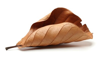 Fototapeta premium Dried brown leaf on white background