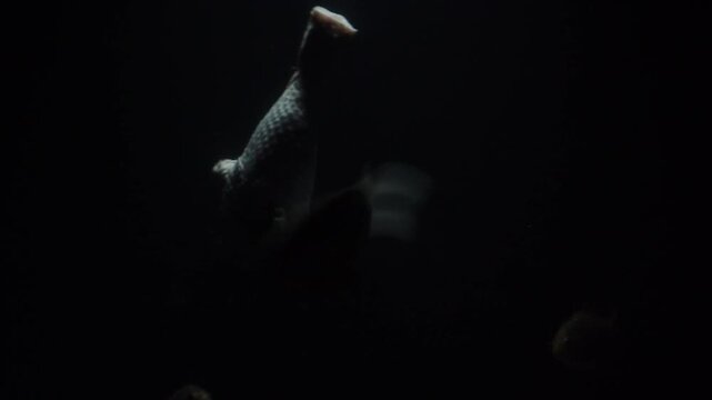 Piranhas devouring chicken leg, slow motion
