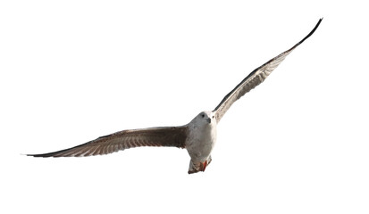Fototapeta premium Immature yellow-legged gull in flight, Larus michahellis, isolated on white background, clipping path