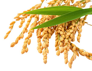 Close-up of golden rice stalks with green leaves against a transparent background