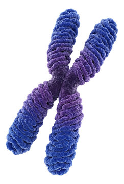 Metaphase chromosome with two chromatids connected at the centromere.