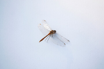 Beauty in nature. Insect dragonfly on a blue background.