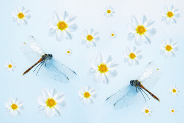 Dragonfly and dahlia flowers. Spring background for children.