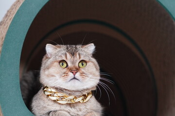 Stylish feline with a gold chain necklace posing inside a cozy circular cat tunnel, showcasing its adorable features and playful personality in a home environment