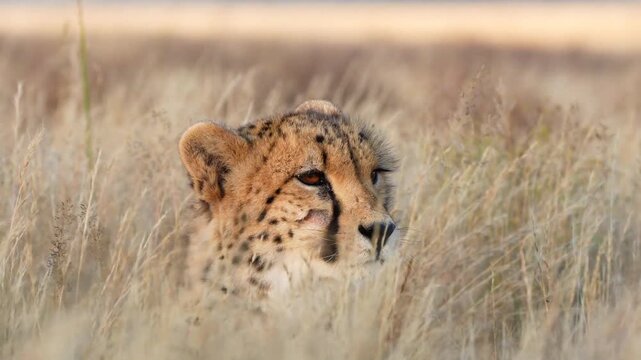 Medium shot of cheetah in savanna, its head seen in tall grass