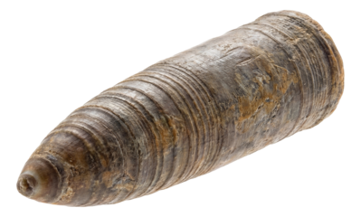 Conical-tipped belemnite guard with distinct growth rings.