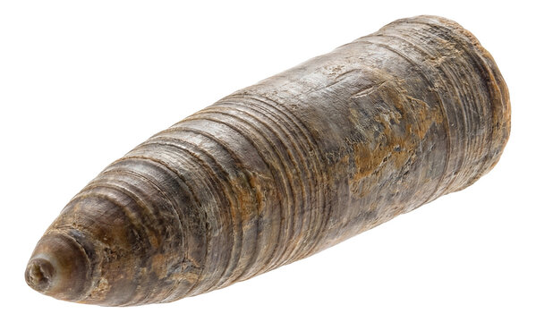 Conical-tipped belemnite guard with distinct growth rings.