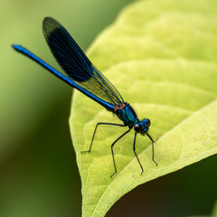 Geb&auml;nderte Prachtlibelle