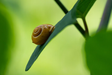 Kleine Schnecke auf einem Blatt