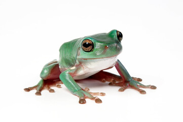 Australian green tree frog // Korallenfinger-Laubfrosch (Ranoidea caerulea, Litoria caerulea)