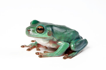 Obraz premium Australian green tree frog // Korallenfinger-Laubfrosch (Ranoidea caerulea, Litoria caerulea)