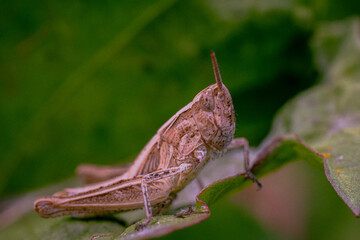 Grash&uuml;pfer auf einem Blatt