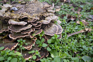 Mushrooms are growing on the side of a decaying tree stump surrounded by green grass and small plants during late afternoon light
