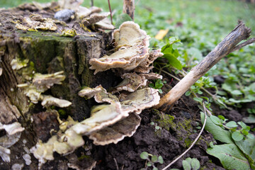 Fungi can be seen growing on a cut wooden stump surrounded by grass and small plants during...
