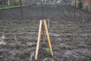 Fototapeta premium A wooden support holds up a young plant in a field that is ready for planting new crops in the spring season