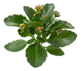 Leafy plant with wide, jagged leaves and emerging flower buds.