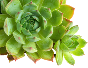Close-up of a vibrant succulent with layered green leaves, edges with red hues, isolated on black