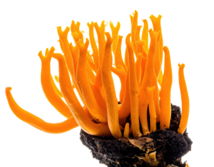 Close-up macro of bright orange, coral-like fungi growing from a dark, decaying base