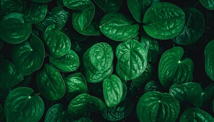 Dark Green Tropical Leaf Texture Background