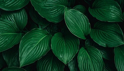Dark Green Tropical Leaf Texture Background