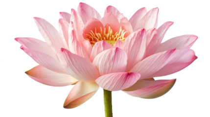 A single pink flower with a white background
