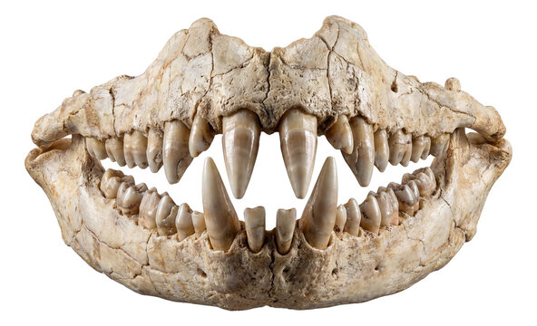 Dimorphodon jaw featuring varied teeth and prominent canines.