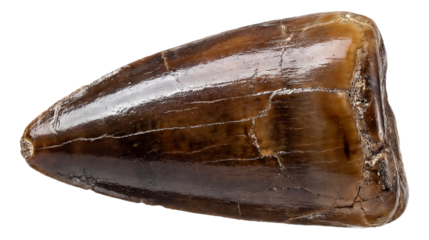 Fossilized Mosasaurus tooth featuring a conical shape and smooth enamel.