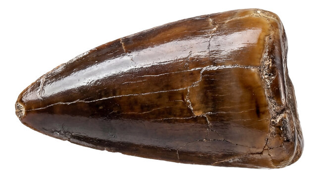 Fossilized Mosasaurus tooth featuring a conical shape and smooth enamel.