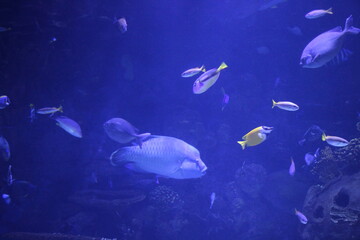 Naklejka premium Underwater Scene with Tropical Fish in Deep Blue Aquarium
