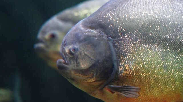 Two piranhas swimming in the tank, slow motion