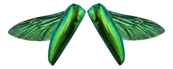 Shimmering green wings of a male jewel beetle.
