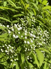 Close-up of deutzia flowers (Deutzia gracilis) - Gros plan sur des fleurs deutzia deutzia gracilis