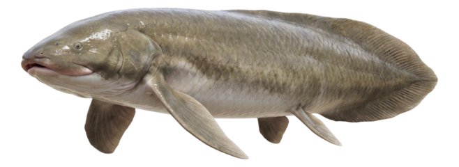 Neoceratodus forsteri with wide, paddle-like pectoral fins.