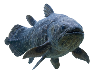 Coelacanth with distinct trilobate tail fin and textured skin.