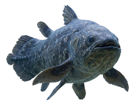 Coelacanth with distinct trilobate tail fin and textured skin.