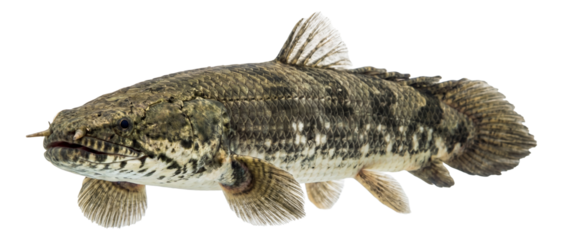 Polypterus endlicheri features thick, ridged scales and a wide, flat snout.