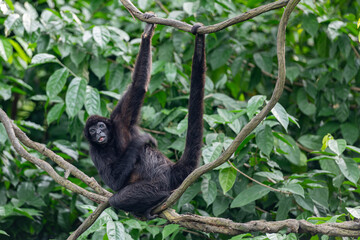 Spider monkey hanging from tree branches in tropical rainforest, long arms and tail visible, dynamic arboreal primate behavior ideal for wildlife education and biodiversity content. © Anna Zaro