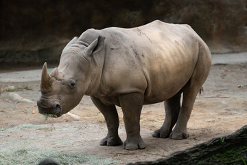 Fototapeta premium White rhinoceros feeding on hay, single animal in natural enclosure, full body wildlife portrait showing horn and thick skin, ideal for conservation themes and educational content.