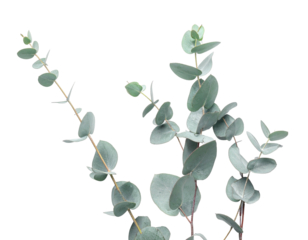 Close-up of silver dollar eucalyptus branches with circular, bluish-green leaves against black
