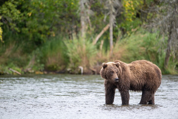Alaskan brown bear standing in Brooks River