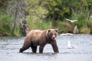 Alaskan brown bear standing in Brooks River
