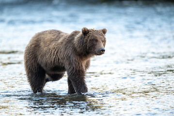 Alaskan brown bear feeding on salmon in Brooks River at sunrise