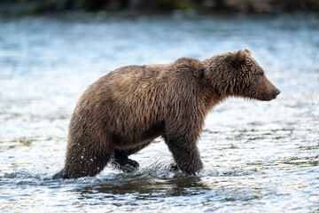 Alaskan brown bear feeding on salmon in Brooks River at sunrise