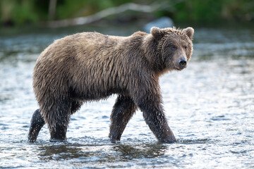 Alaskan brown bear feeding on salmon in Brooks River at sunrise