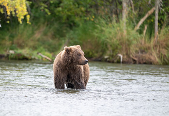 Alaskan brown bear standing in Brooks River