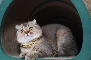 Adorable cat lounging in a cozy hideout with shiny gold chain necklace, showcasing its expressive...
