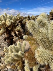 Cactus © The Art of Roaming