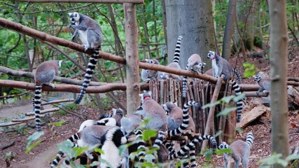 Troop Ring Tailed Lemurs Perched On Branches And Wooden Platform, Juveniles And Adults Balancing On Logs, Watchful Sentinels Scanning Canopy, Clustering Near Feeding Area, Dappled