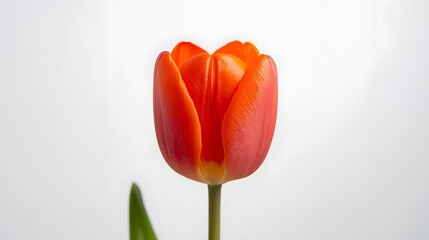 Red Tulip in Bloom: An isolated close-up of a vibrant red tulip in full bloom, showcasing the intricate details of its petals and the elegance of its form.
