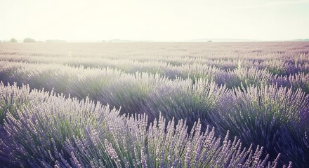 A vast lavender field stretching to the horizon under a bright, hazy sky on a sunny day in the countryside